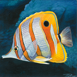 Copperband_Butterfly_Fish_by_DragonosX