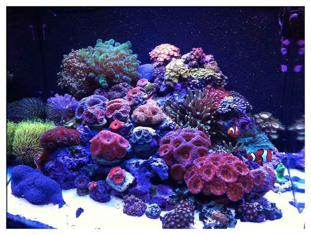 Bonza Nano Reef