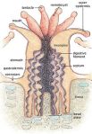 Sistema digestivo de um pólipo. Foto retirada do site reefculture.com.au