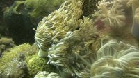 stock-footage-soft-coral-moving-in-current